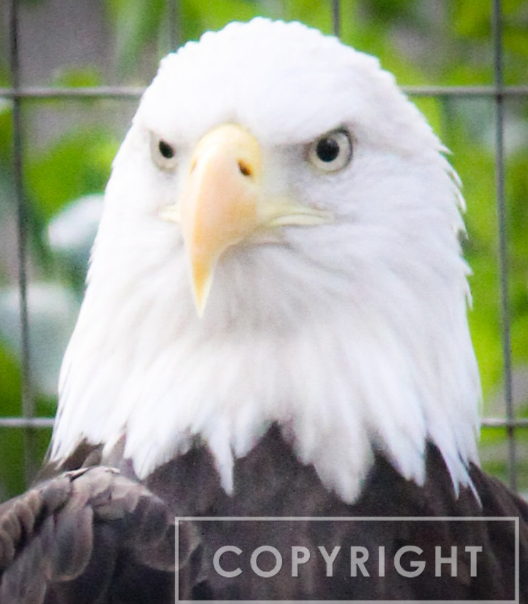 American Bald Eagle 4