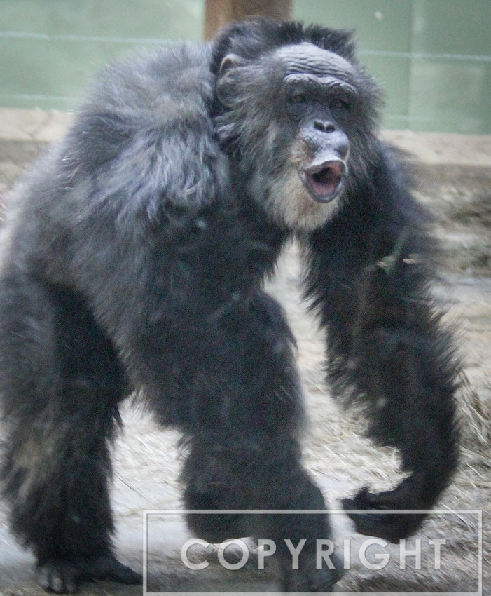 Chimpanzee 9