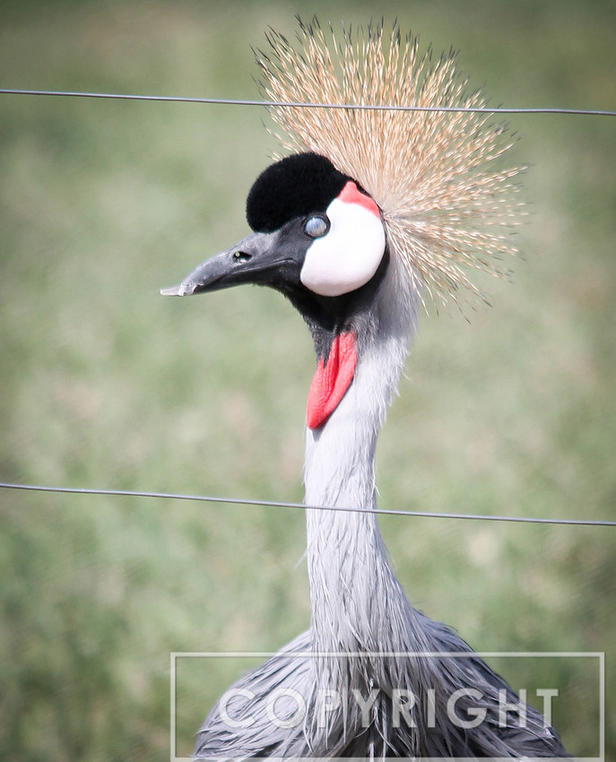 East African Crowned Crane 2