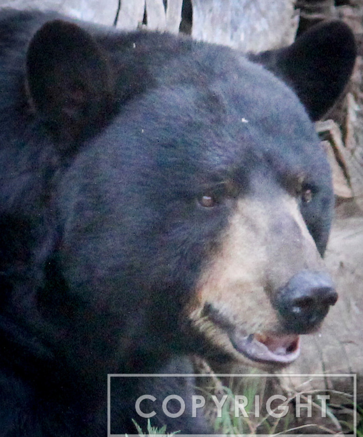 North American Black Bear 6