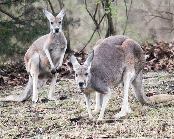 Red Kangaroo 9