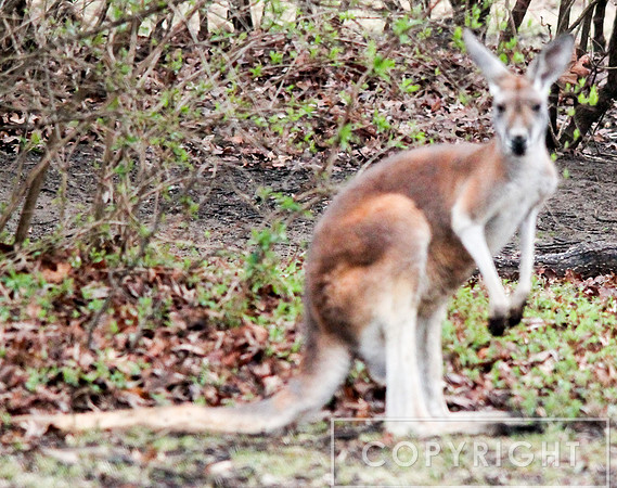 Red Kangaroo 10
