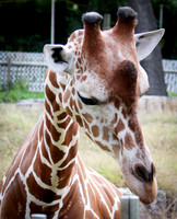 Reticulated Giraffe 21
