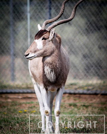 Addax 5