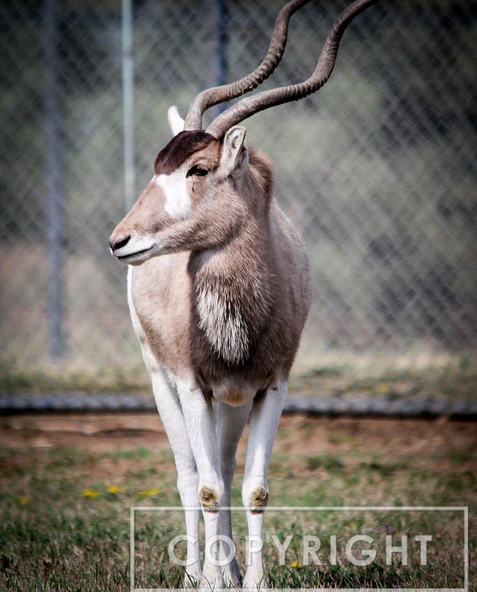 Addax 5