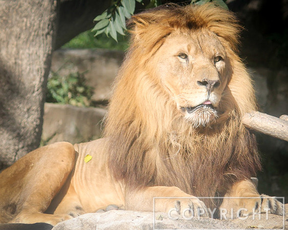 African Lion 4