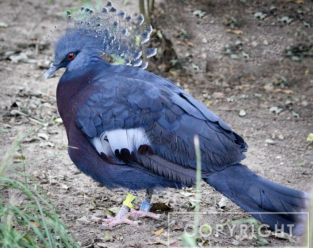 Blue Crowned Pigeon 1