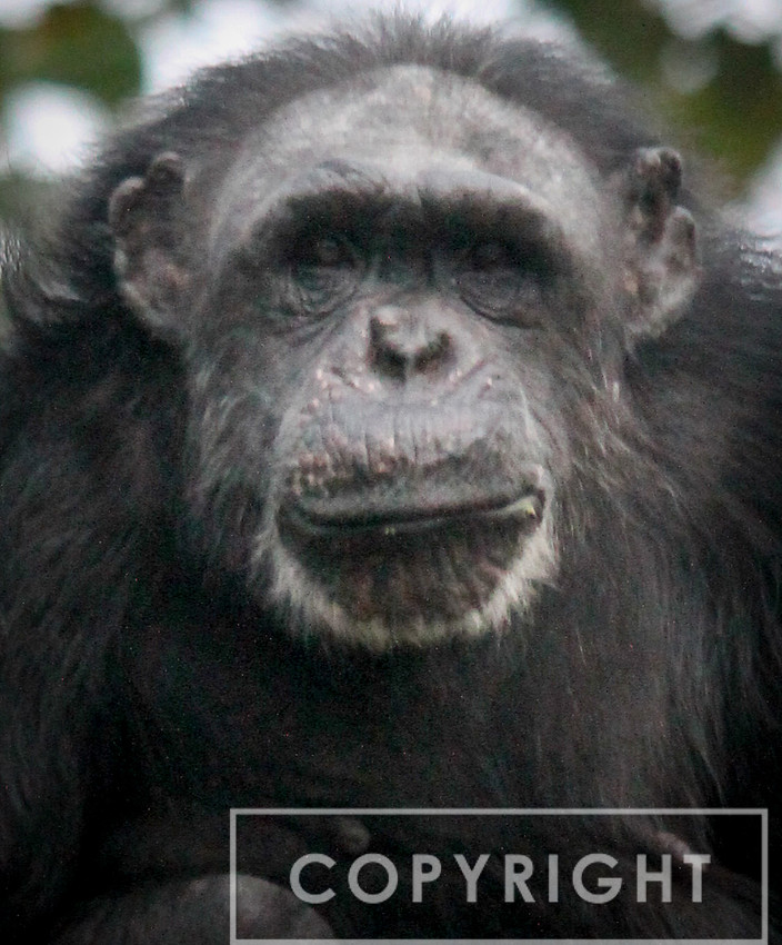 Chimpanzee 11