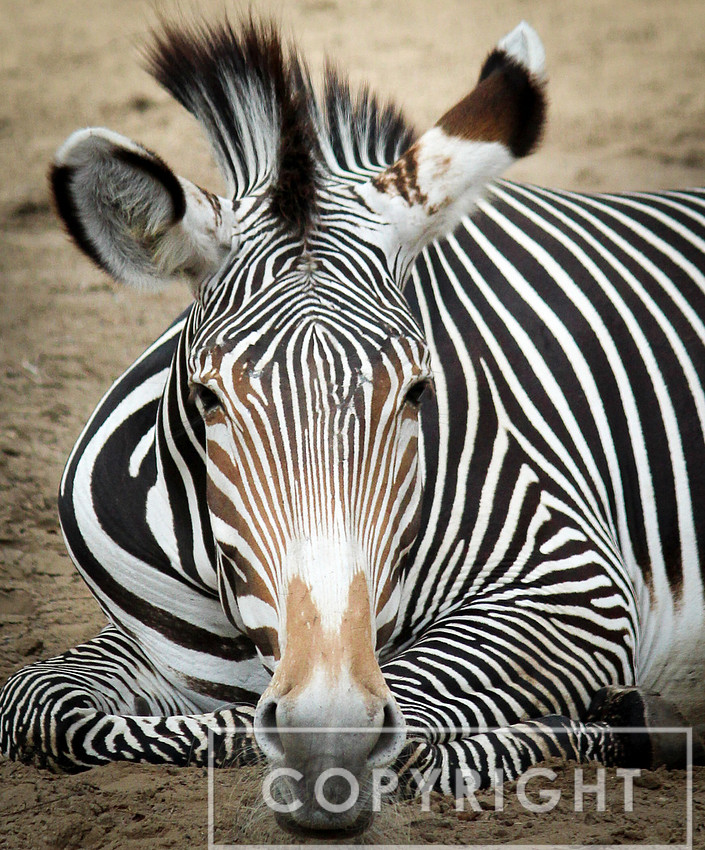 Grevy's Zebra 1