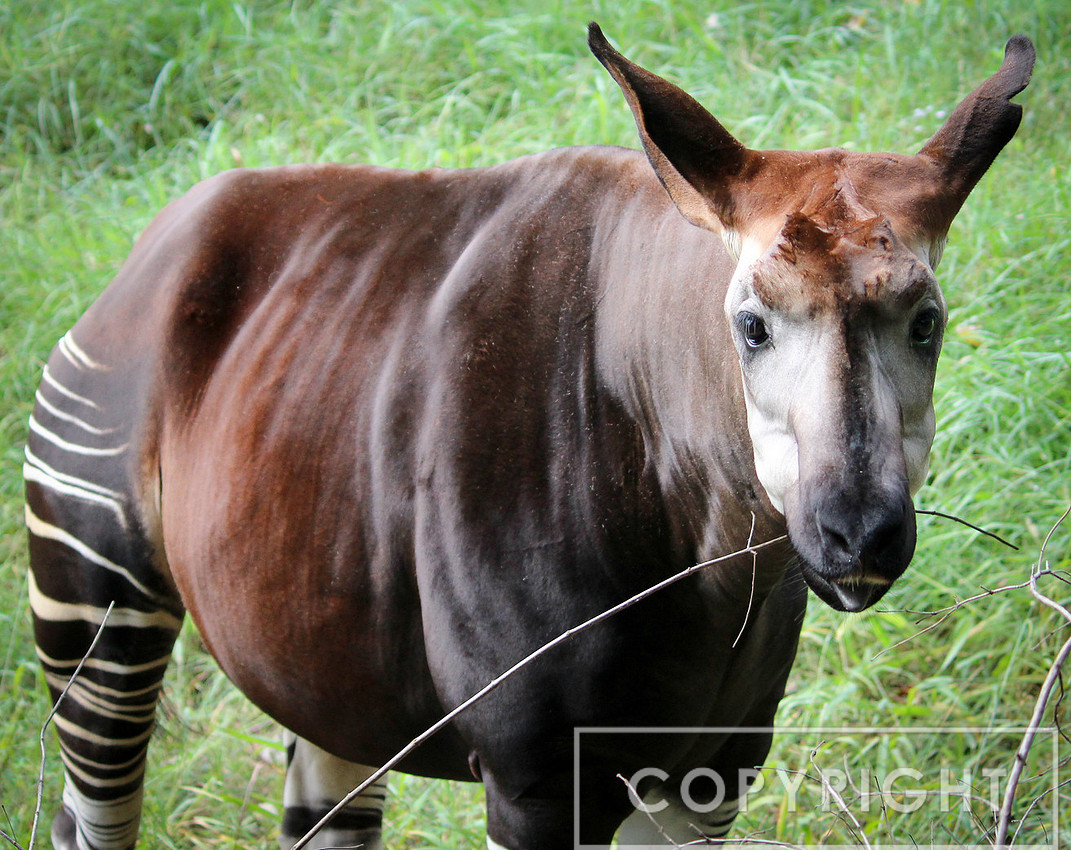Okapi 2