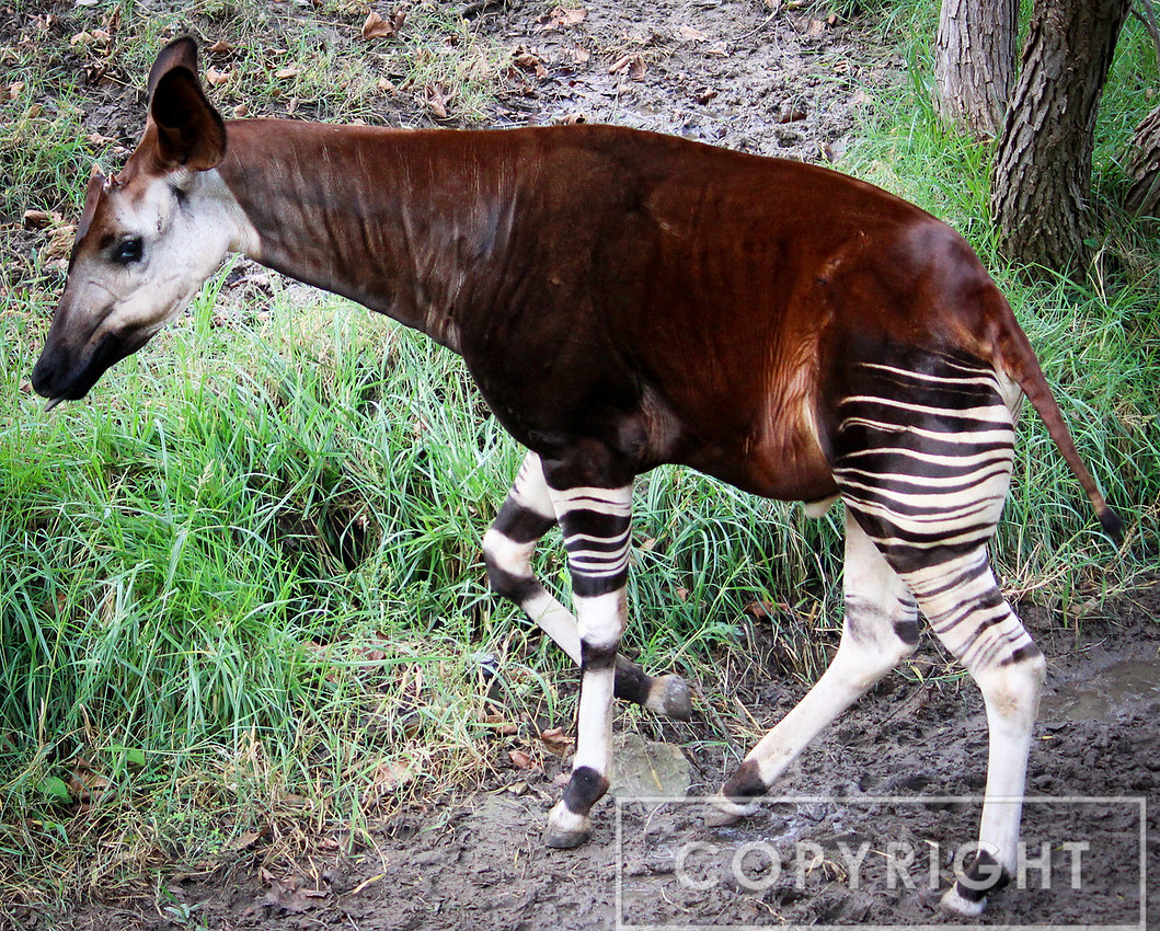 Okapi 3