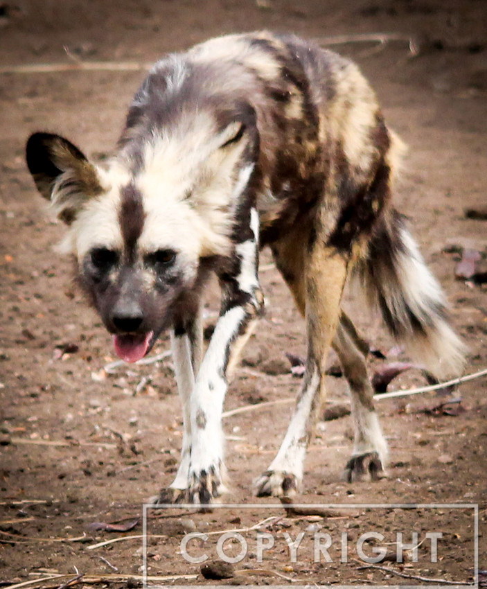 Painted Dog 5