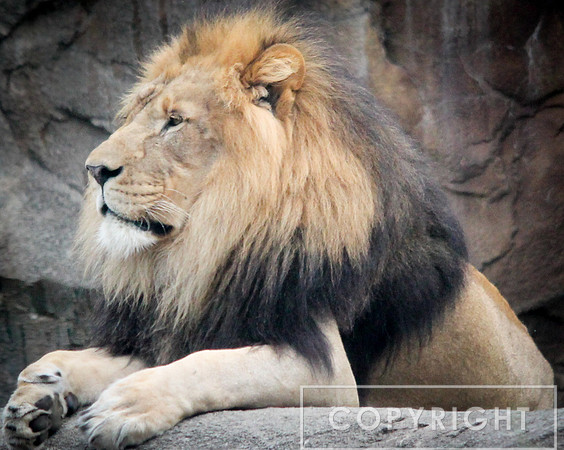 African Lion 12