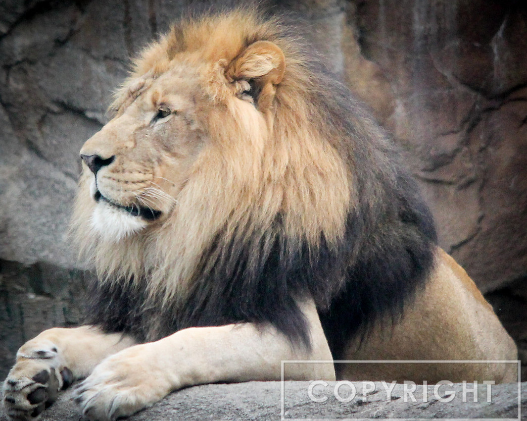 African Lion 12