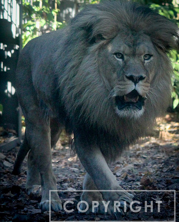African Lion 16