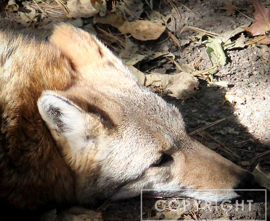 Coyote.3