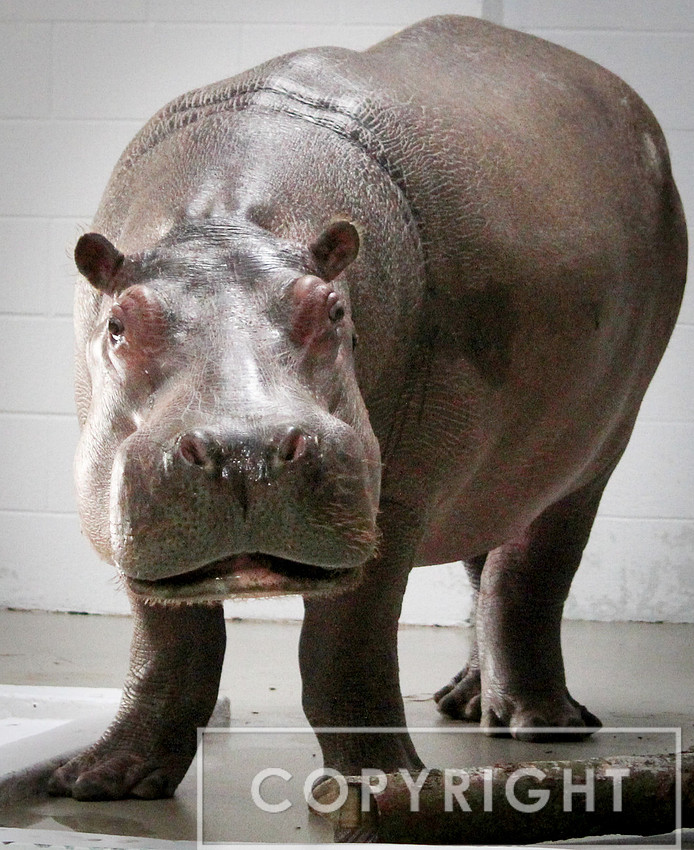 Hippopotamus 3