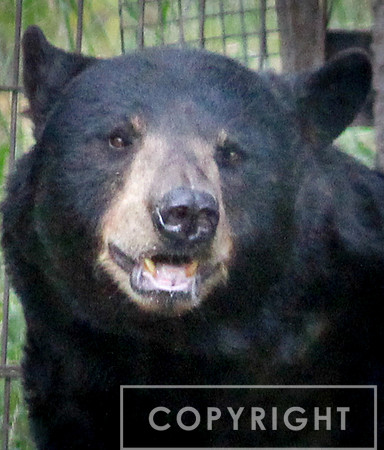 North American Black Bear 8
