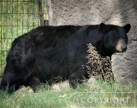 North American Black Bear 13