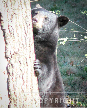 North American Black Bear 17