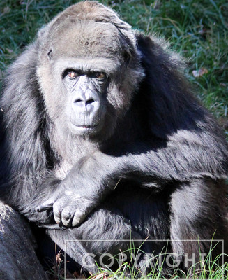 Western Lowland Gorilla 14