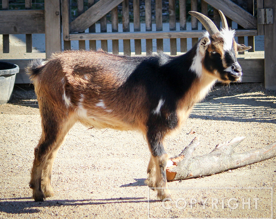 Goat 6