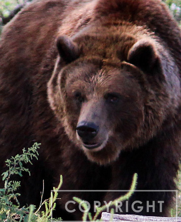 Grizzly Bear 3