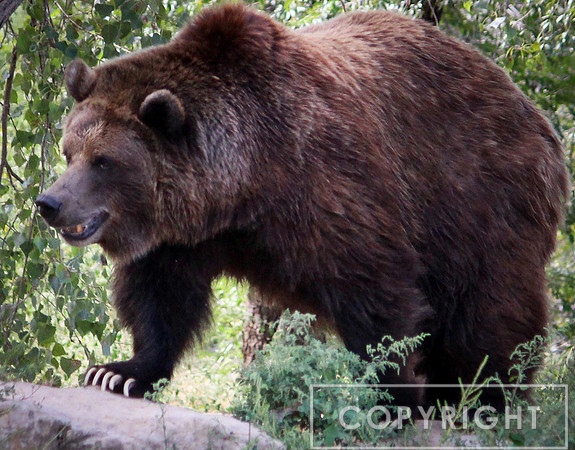 Grizzly Bear 5