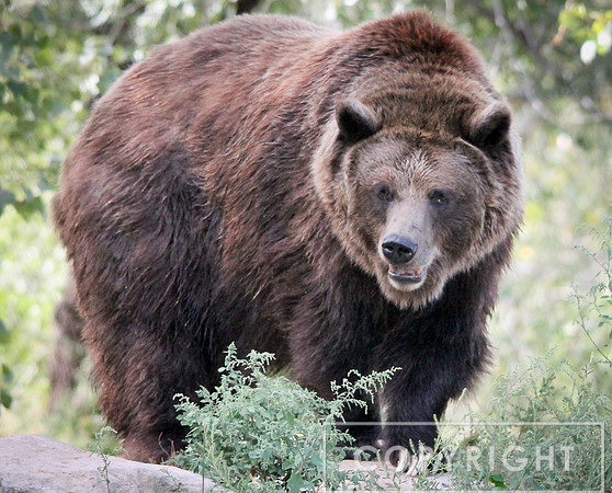 Grizzly Bear 10