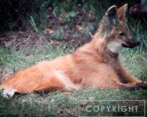 Maned Wolf 2
