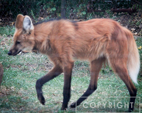 Maned Wolf 3