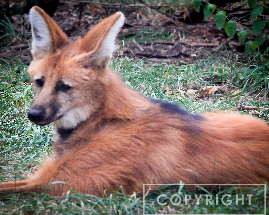 Maned Wolf 4