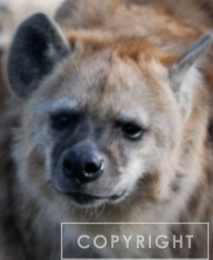 Spotted Hyena 3