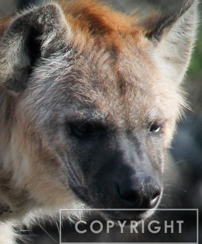 Spotted Hyena 6