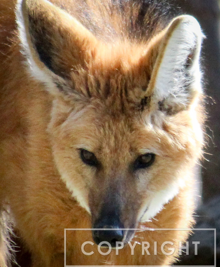 Maned Wolf 9