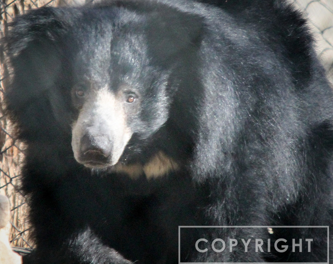 Sloth Bear 2