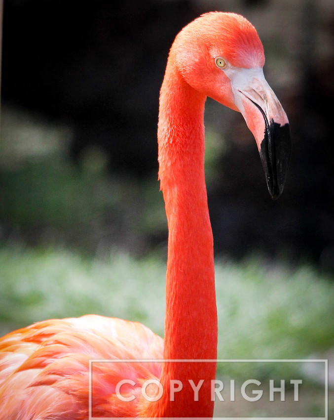 American Flamingo 1