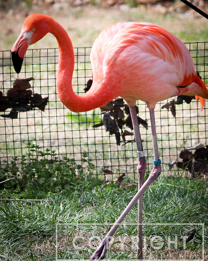 American Flamingo 4