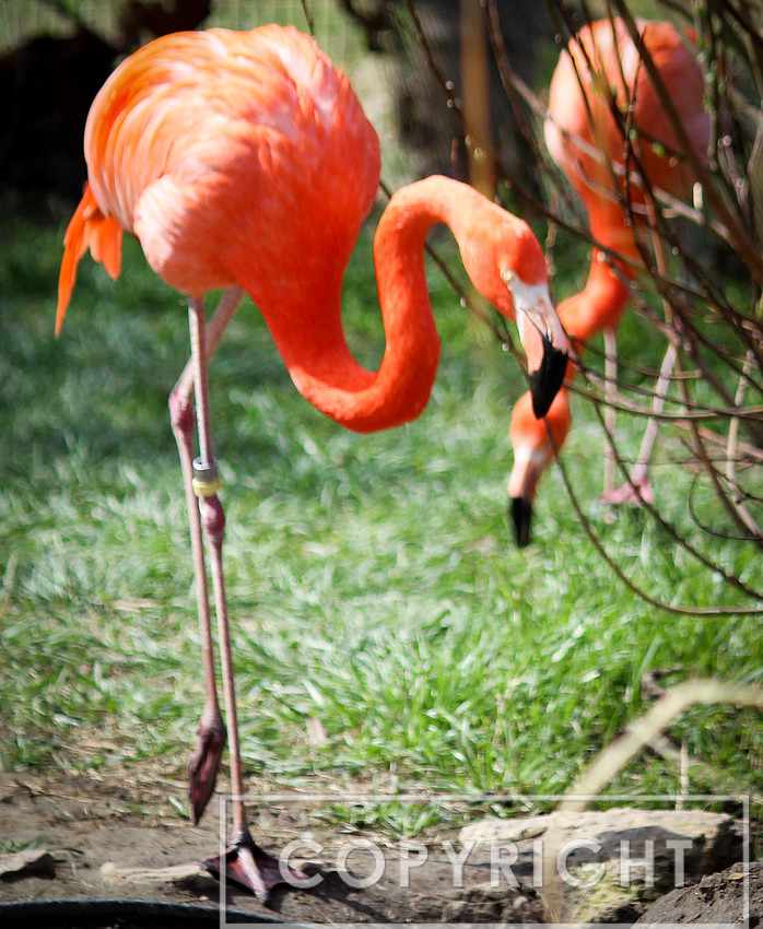 American Flamingo 5