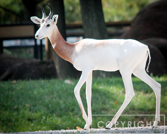 Addra Gazelle 1