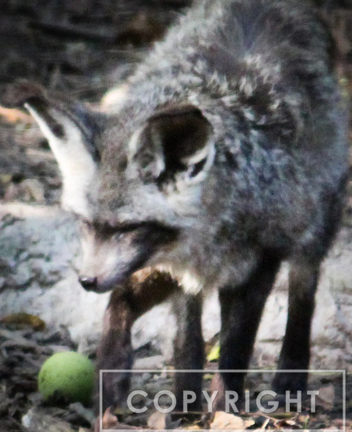 Bat-Eared Fox 3