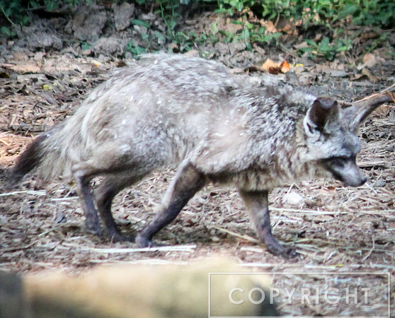Bat-Eared Fox 4