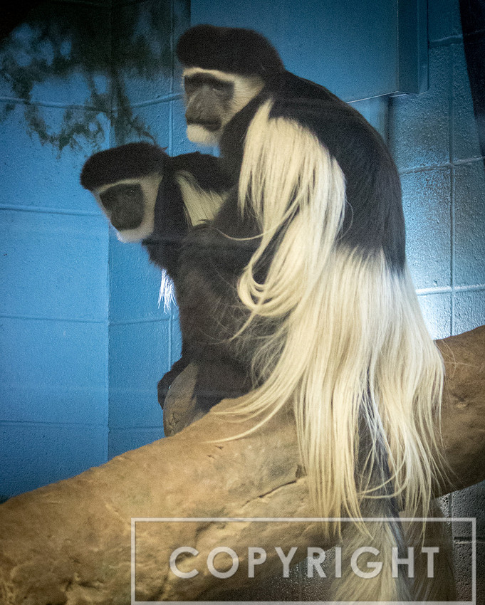 Black and White Colobus Monkey 2