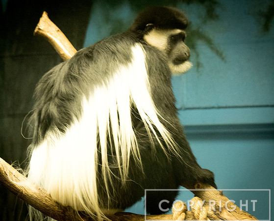Black and White Colobus Monkey 3
