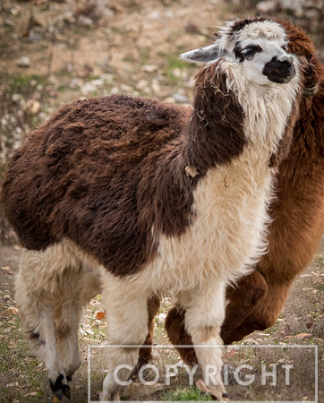 Alpaca 5