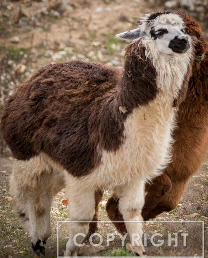 Alpaca 5