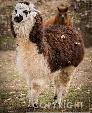 Alpaca 3