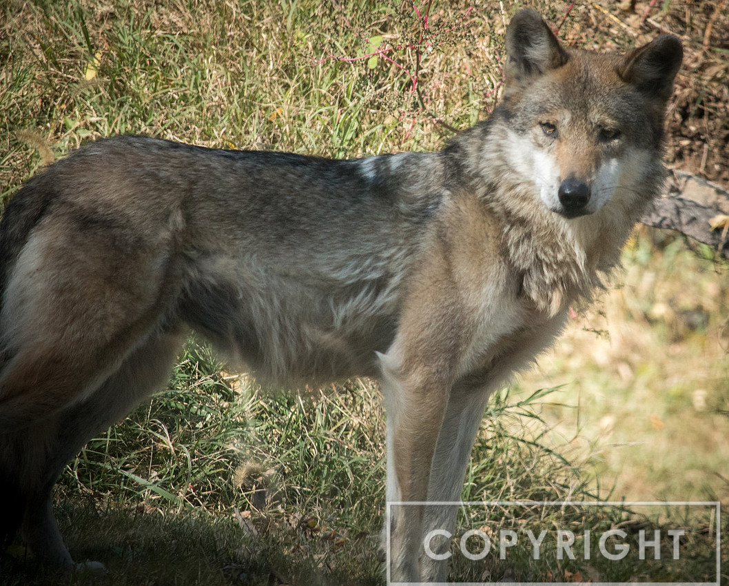 Mexican Wolf 7