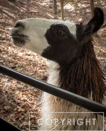 Alpaca 6