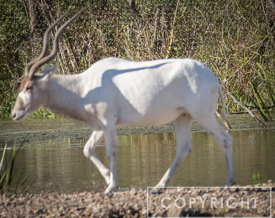 Addax 12